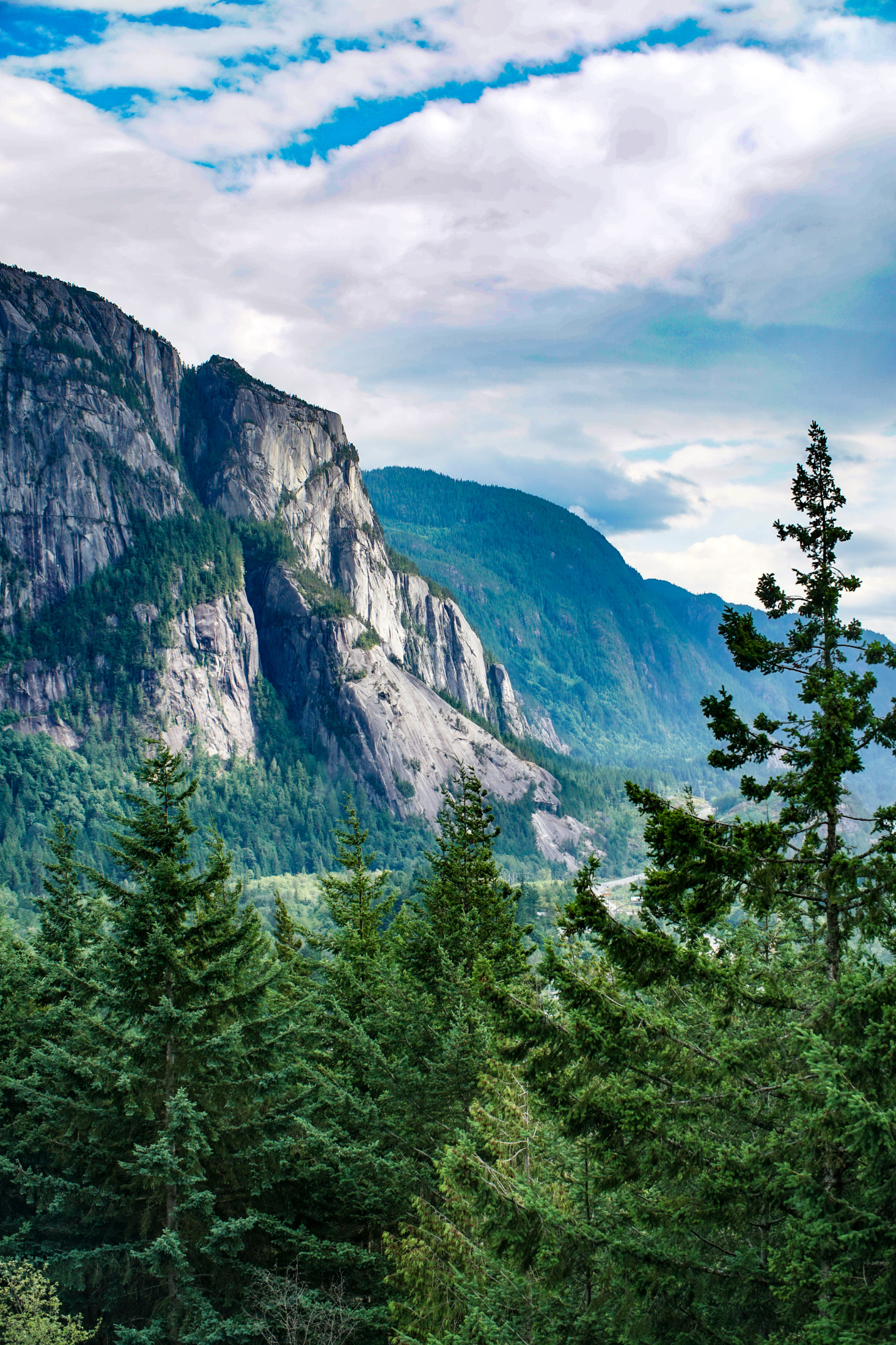 Mountain view with pine tress